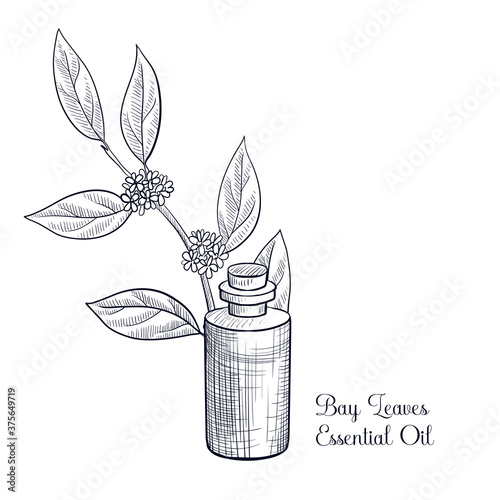 vector drawing bay leaves essential oil