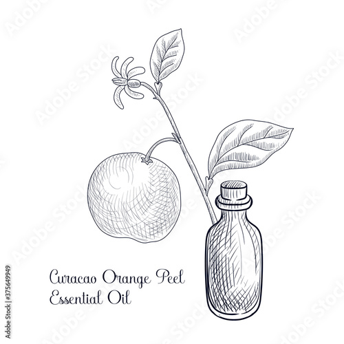 vector drawing curacao orange peel essential oil