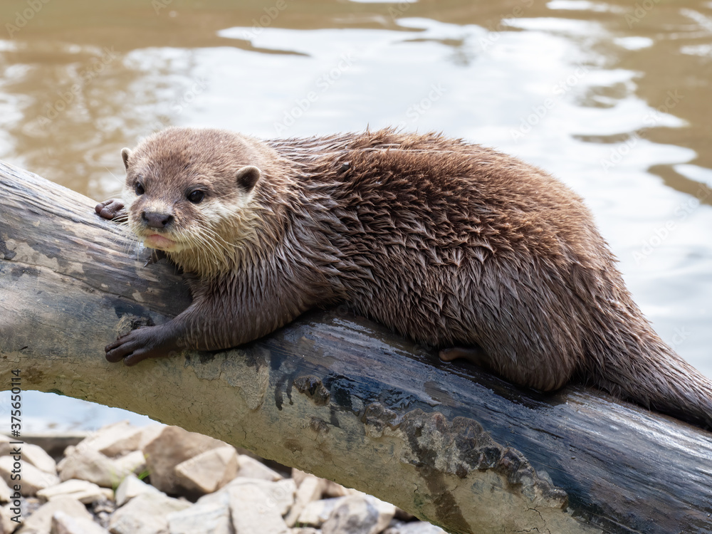 Asian Short-clawed Otter, Aonyx Cinerea, on log by water. Asian Short-clawed Otter, Aonyx Cinerea, on log by water.