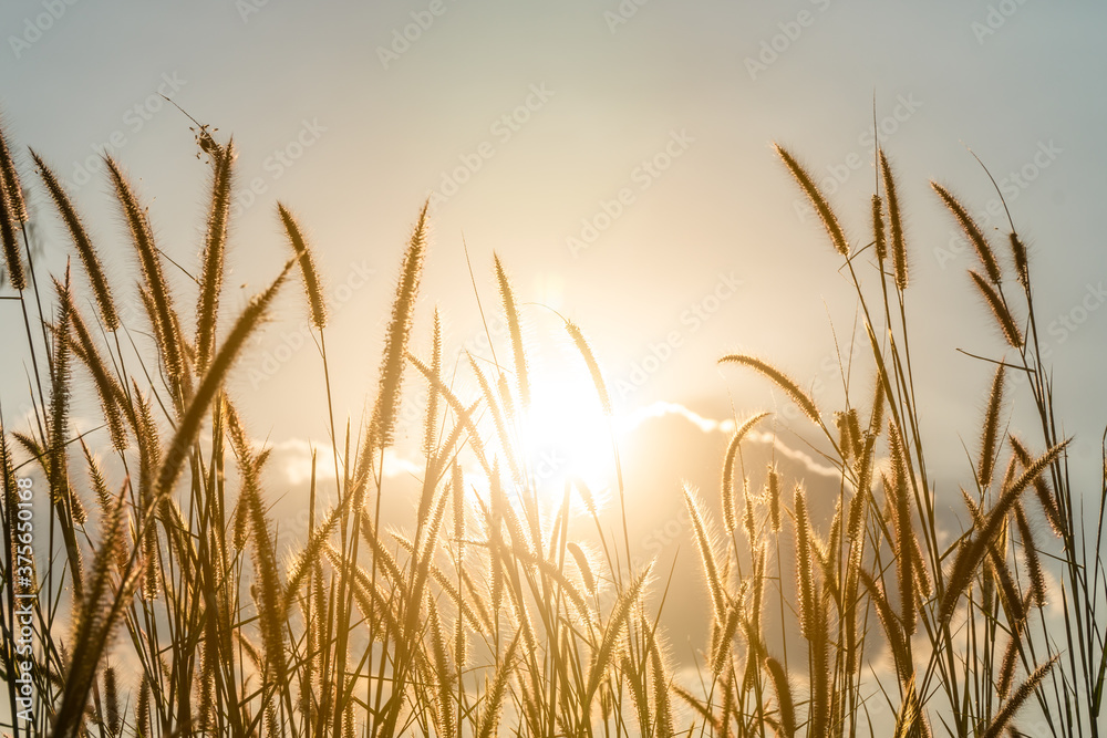Grasses with sunset in background. Grasses and golden sunset. Grasses with sunlight.