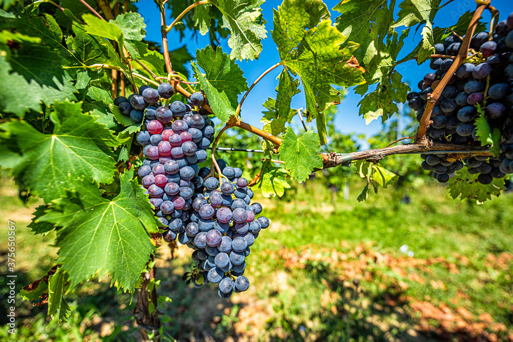 Red purple wine grapes macro closeup on vine hanging grapevine in Montepulciano, Tuscany, Italy vineyard winery with blue sky in background during sunny day