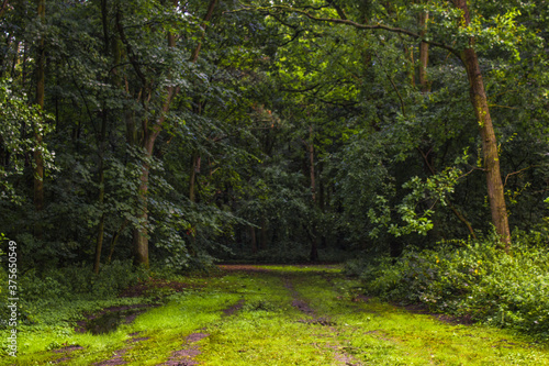 path in the forest