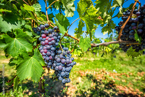 Quadro em tela Red purple wine grapes macro closeup on vine hanging grapevine in Montepulciano,