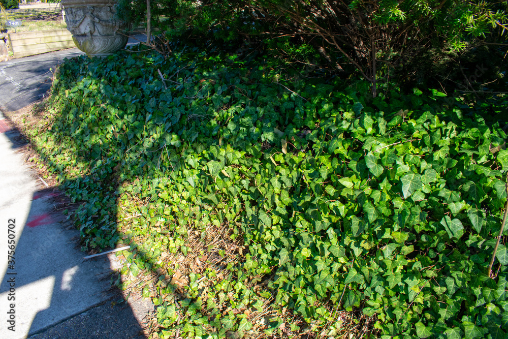 A Patch of Ivy Growing Next to the Sidewalk A Patch of Ivy Growing Next to the Sidewalk