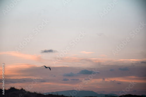 Seagull flying in the sky with clouds during sunrise on the beach