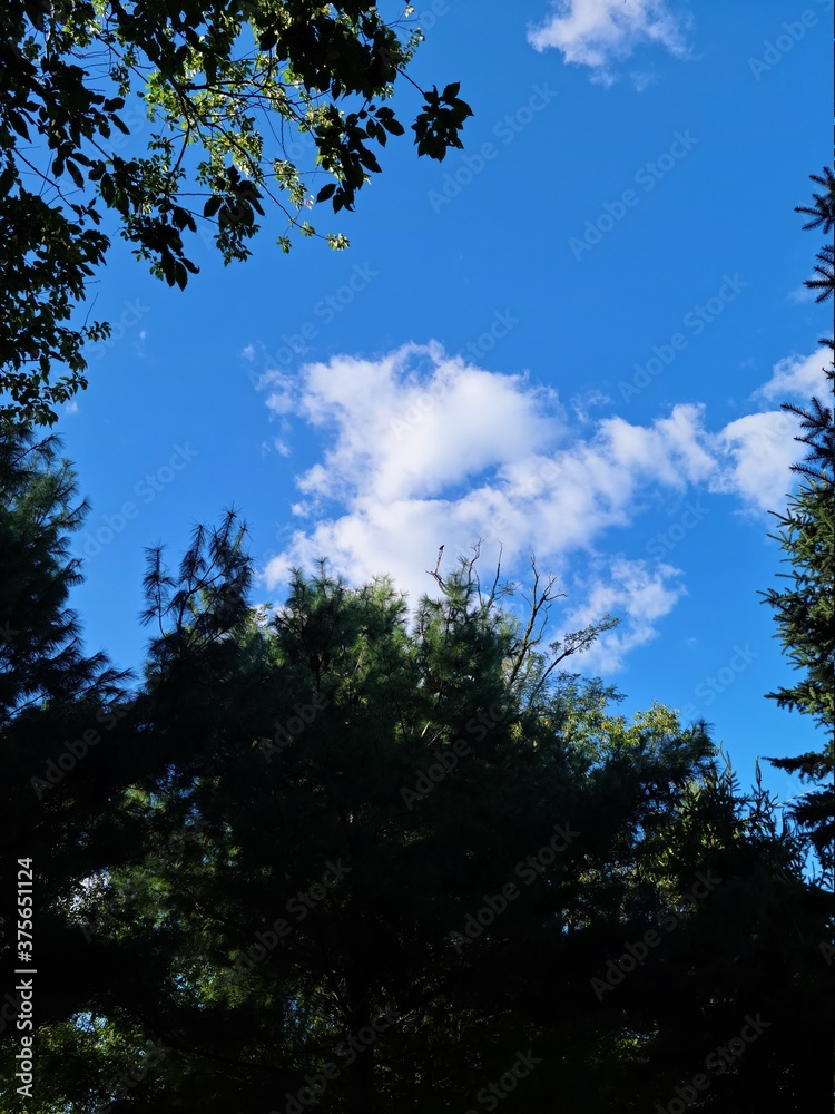 Landscape, nature, blue sky ,trees and clouds