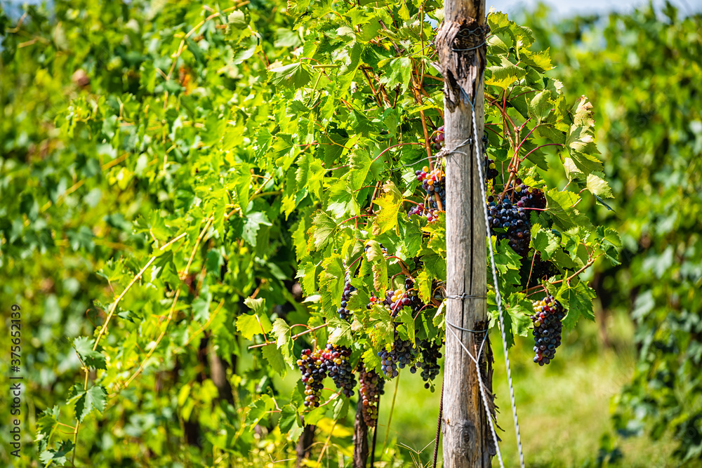 Fototapeta premium Rows of purple red wine grapes closeup of fruit bunches hanging on grapevine in Umbria, Italy vineyard winery countryside during sunny summer day