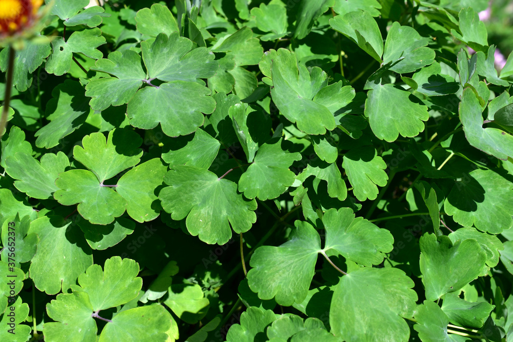 Green foliage of flowers close up similar to clover Green foliage of flowers close up similar to clover