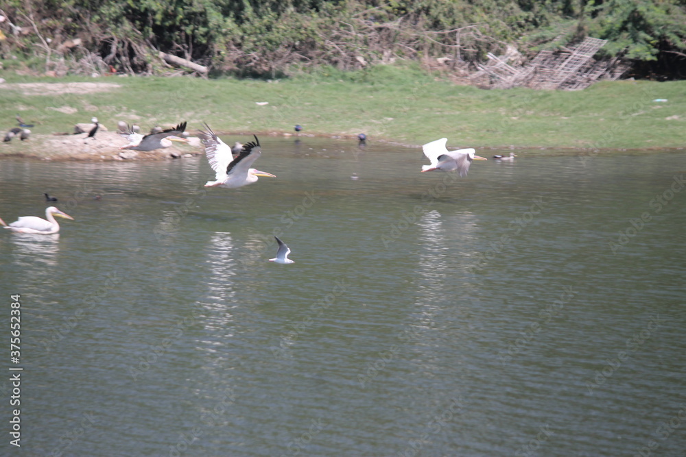 Ducks on the lake