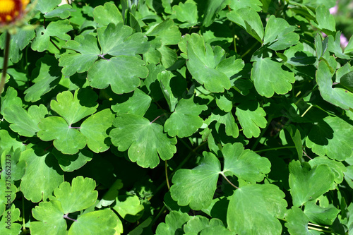 Green foliage of flowers close up similar to clover