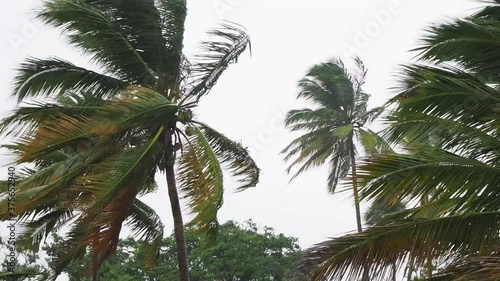 Palm trees at the hurricane Laura, wind and rain in Dominican Republic. photo