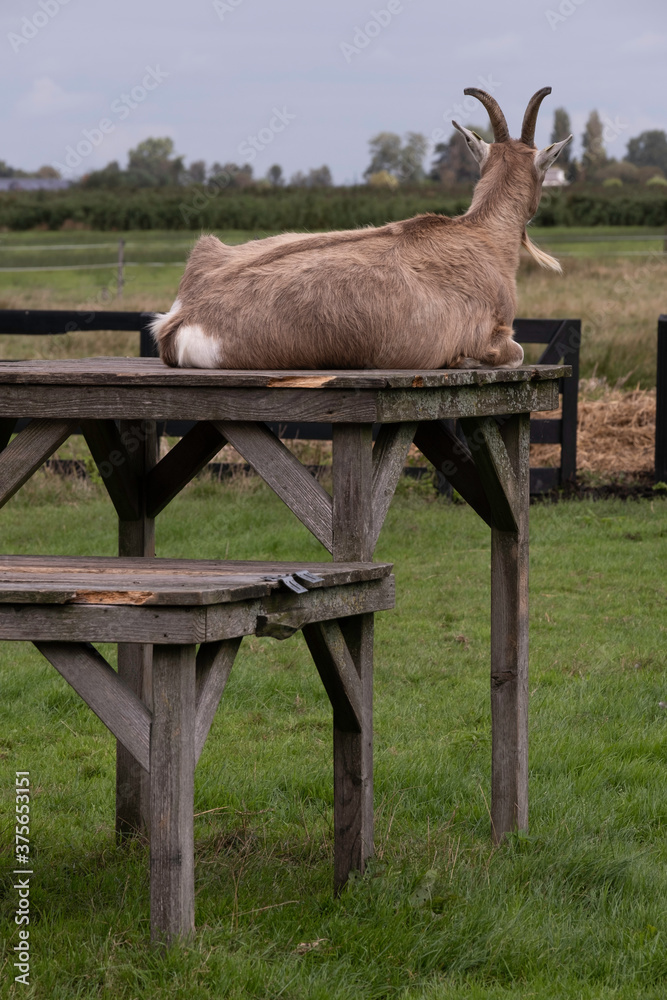 Naklejka premium Goat lies on a wooden decking with wooden legs in a lawn and oversees the pasture