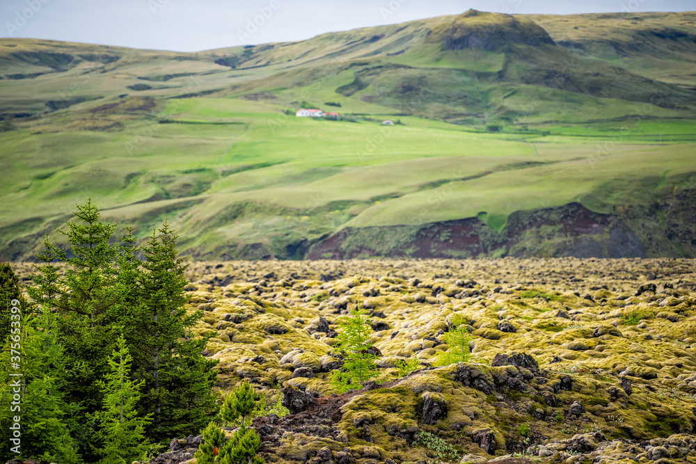 Lava Field flow in Iceland with green trees and moss covered rocks stones in southern ring road and house in distance