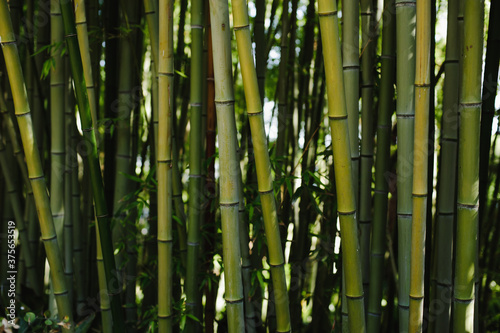 Green bamboo in the park. Bamboo Forest.