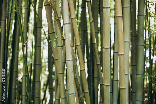 Green bamboo in the park. Bamboo Forest.