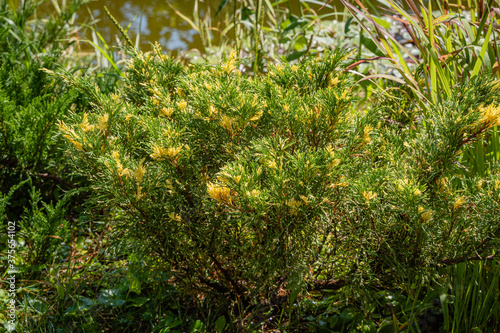 Young evergreen Cossack juniper (Juniperus sabina) on banks of beautiful garden pond. Close-up. Landscaping and gardening. North Caucasus nature concept for design.