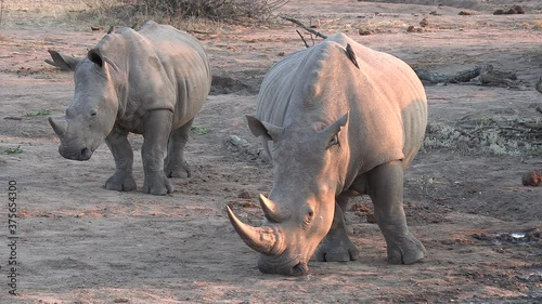 A female Southern White Rhino and her calf stand in the later afternoon sun as oxpecker birds sit on their backs. photo