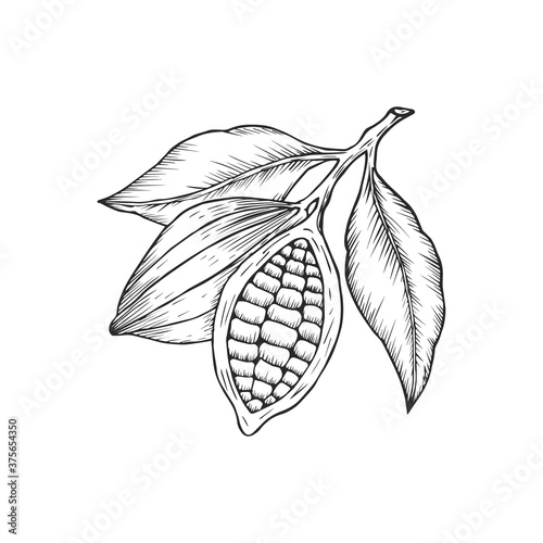 Cocoa beans logo isolated of white background. Hand drawn skatch style. Vector illustration.