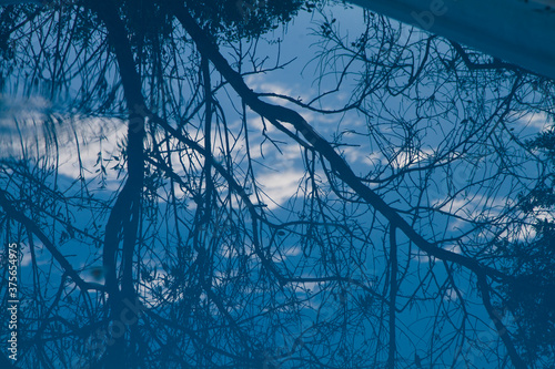 Reflejos de árbol en el agua.