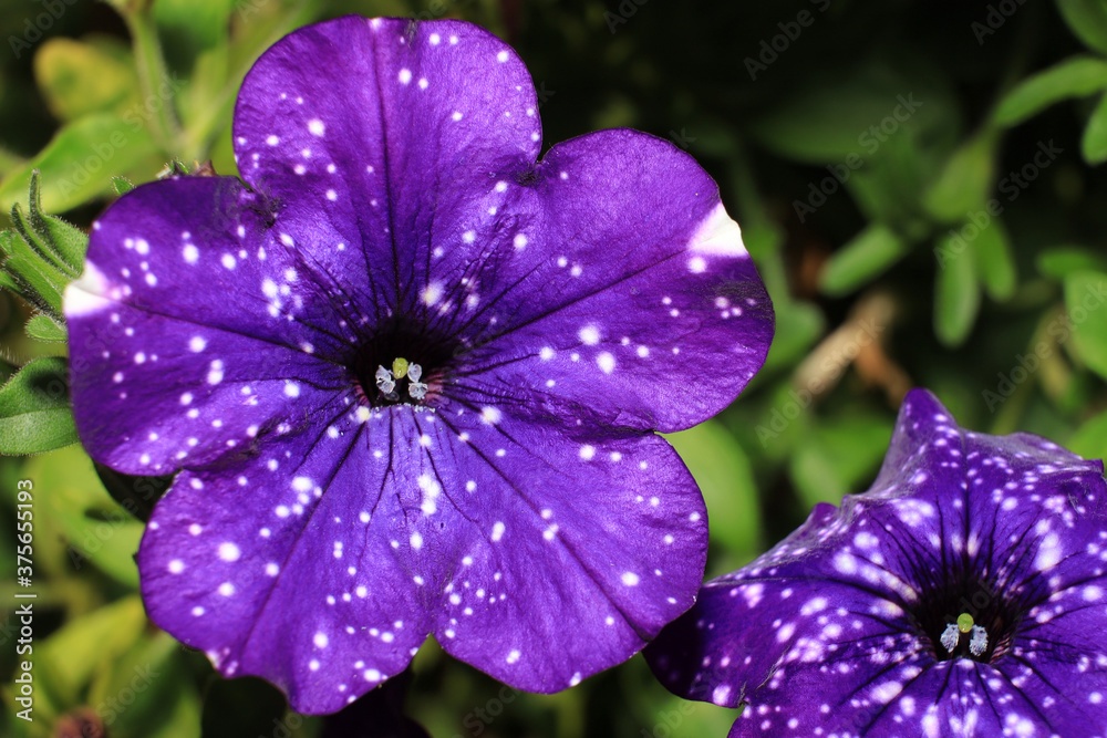 hanging petunia sort night sky hanging petunia sort night sky