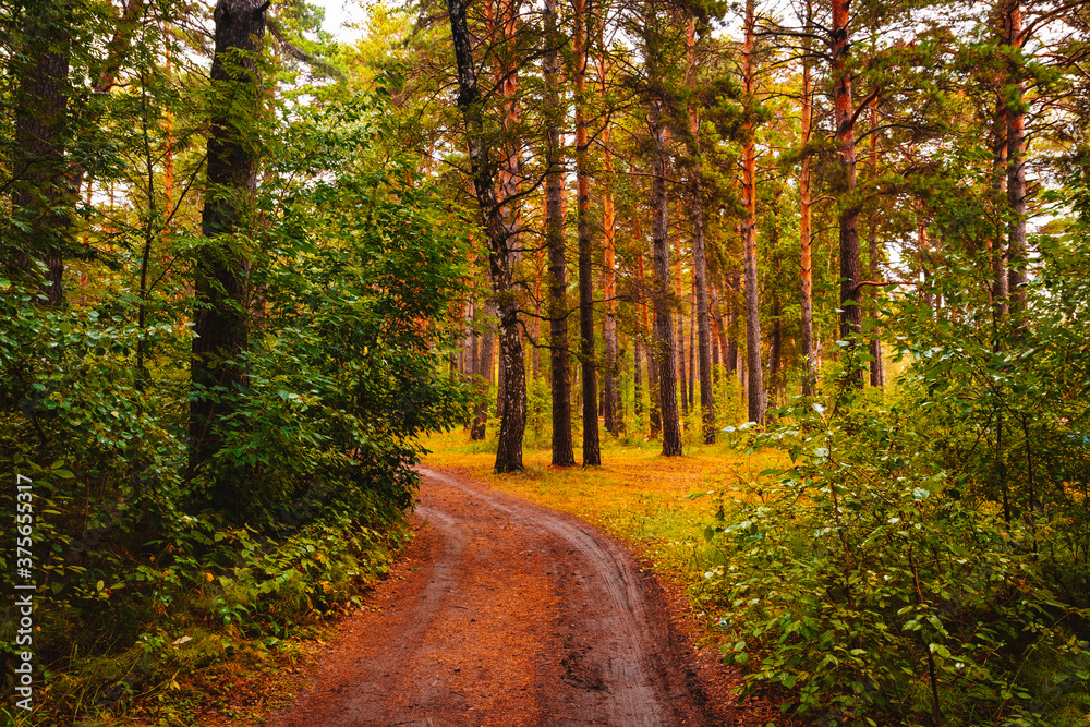 Fototapeta premium Country road in autumn pine forest