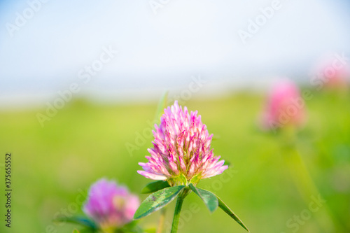 Red clover flower heads and leaves on the meadow gras