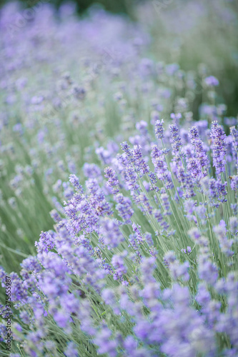 Beautiful blooming lavender. Blooming lavender bush in sunlight. Summer.