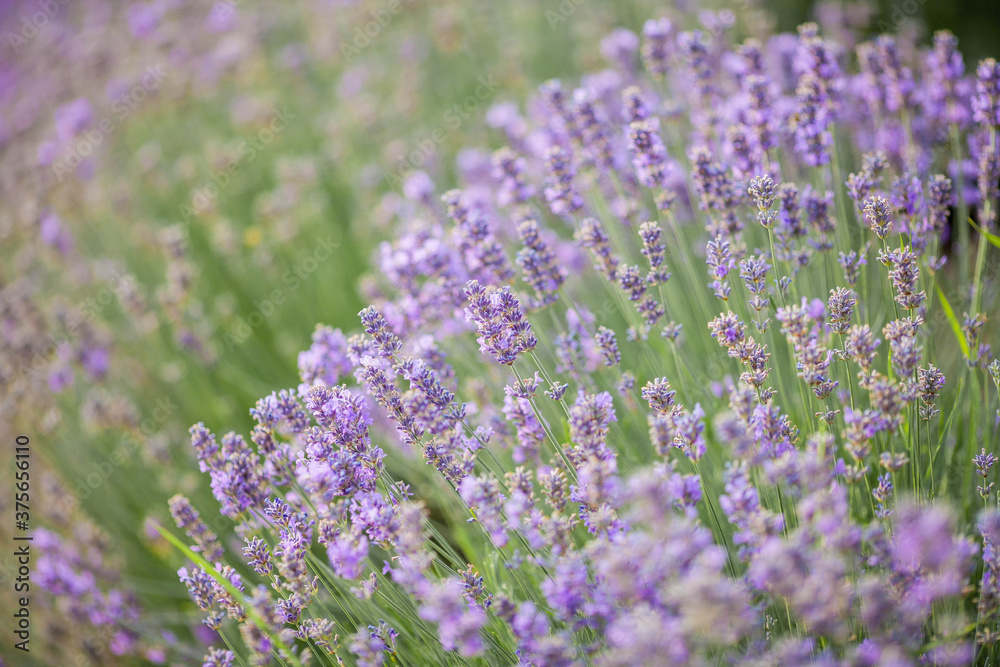 Fototapeta Beautiful blooming lavender. Blooming lavender bush in sunlight. Summer.