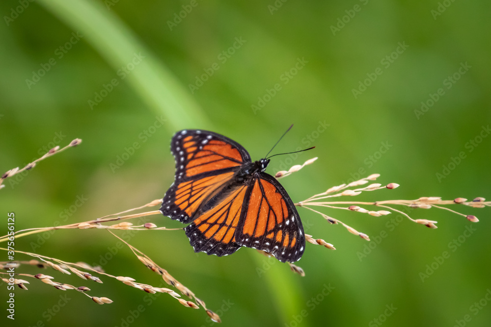 Fototapeta premium A Viceroy butterfly (Limenitis archippus) in a garden
