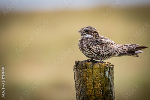 A Common Nighthawk (Chordeiles minor) sitting on a fencepost