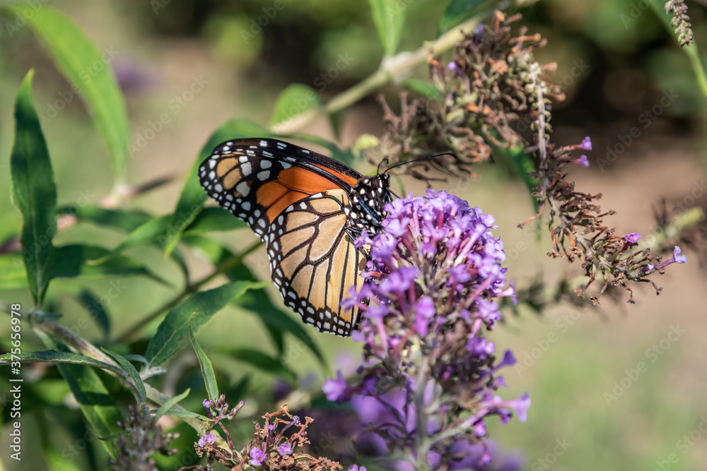 A Monarch butterfly (Danaus plexippus) in a flower garden A Monarch butterfly (Danaus plexippus) in a flower garden