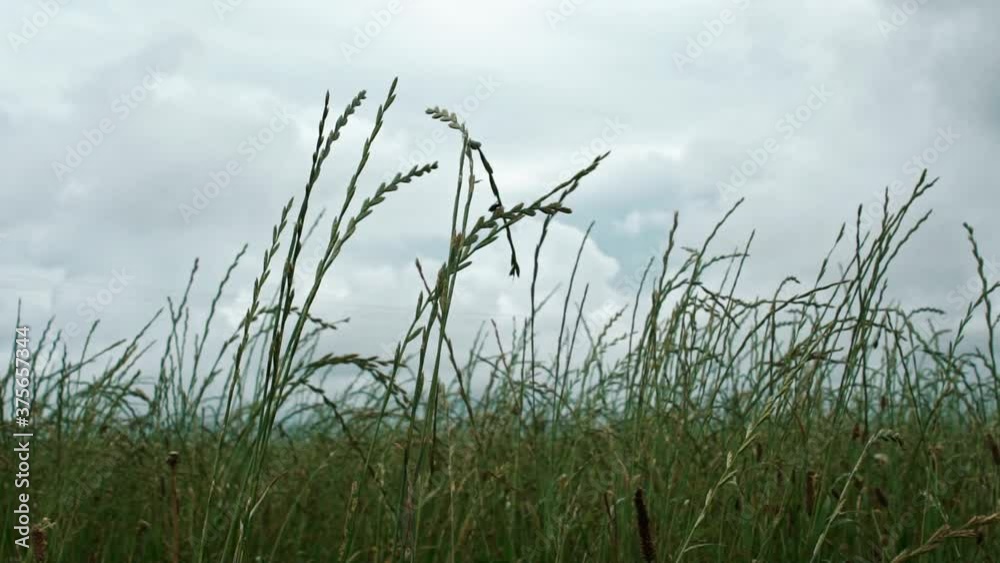 wheat field being moved gently by the wind on a cloudy day wheat field being moved gently by the wind on a cloudy day