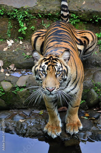 close up view of a sumatrean tiger