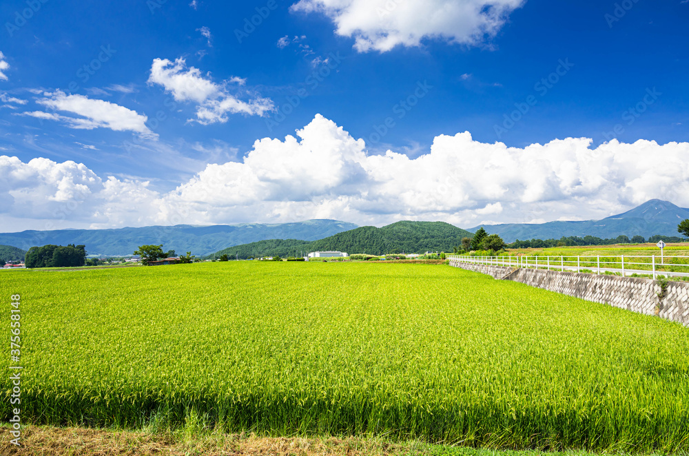 初秋の田園風景 茅野市 初秋の田園風景 茅野市
