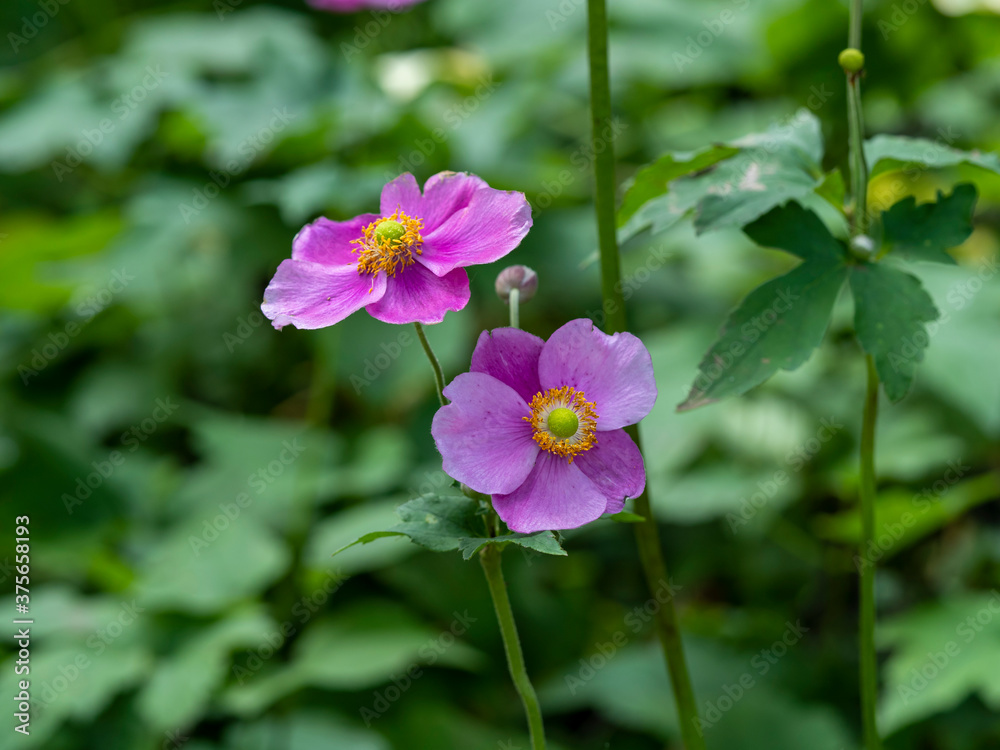 Two pretty pink anemone flowers in a summer garden Two pretty pink anemone flowers in a summer garden