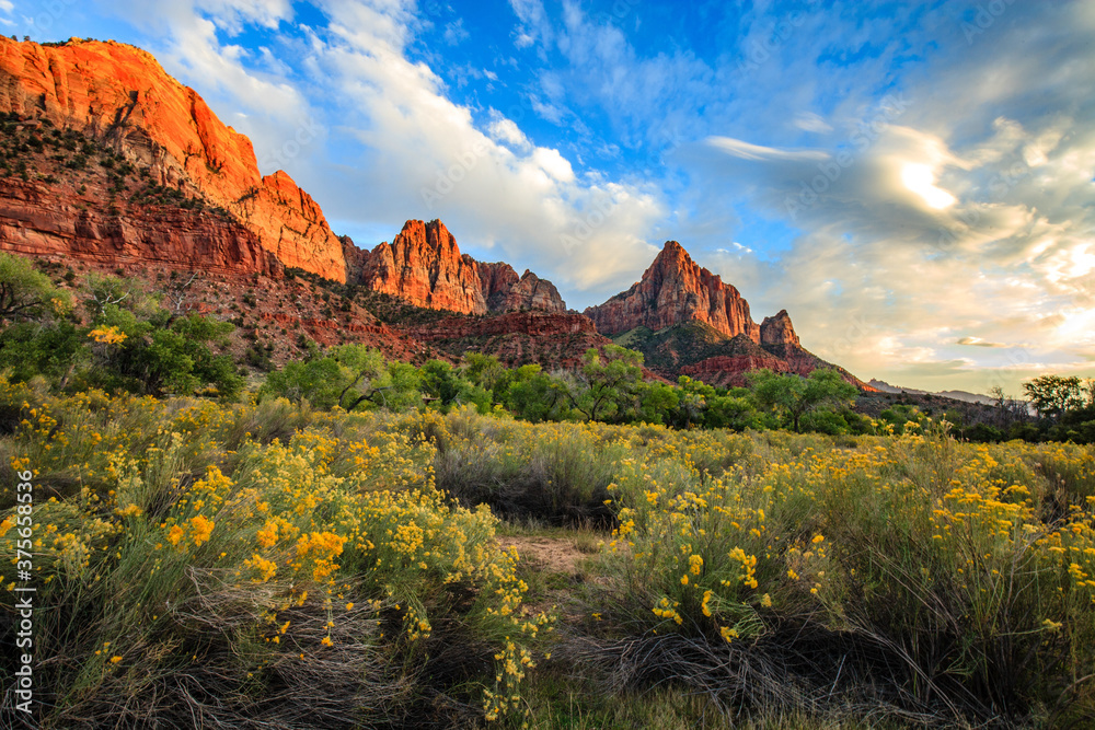 Zion National Park, Watchman, Clouds, yellow flowers.