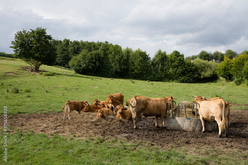 Cows in nature Cows in nature