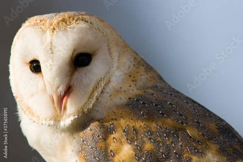 Barn Owl photo