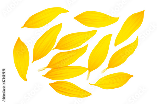 Wallpaper Mural Petals of sunflower isolated on a white background. Yellow petals on a white background, top view. Torontodigital.ca