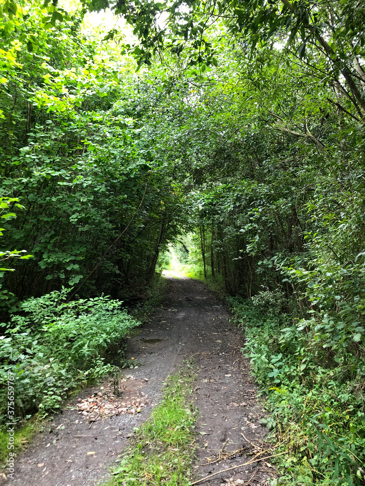 a hiking trail that leads through the forest a hiking trail that leads through the forest