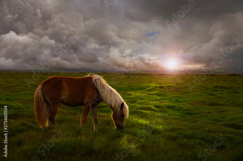Horse in a huge meadow at sunset in iceland