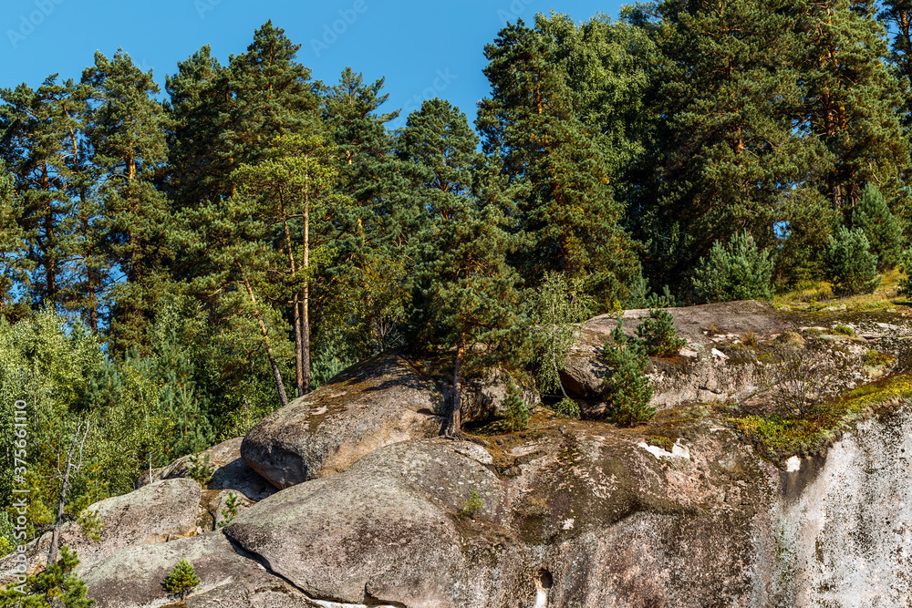 Rocks with pine trees. Altai Republic