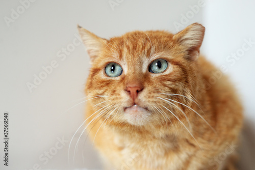 red senior cat with blue eyes, stray cat in a shelter, close up portrait