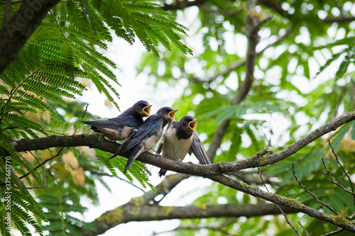 Young wild swallows perching on branch with beaks wide opened while waiting for food