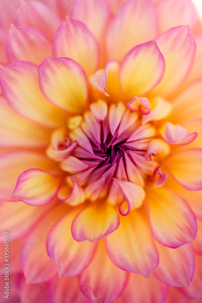 Dahlia Dahlia