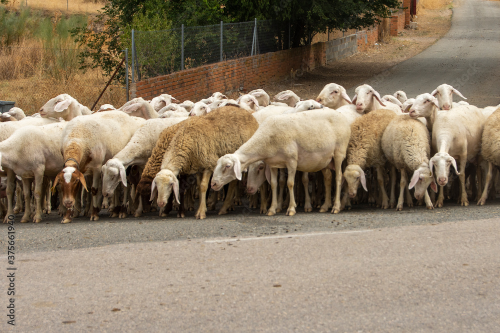 Rebaño de ovejas cruzando la calle del pueblo tras pastar