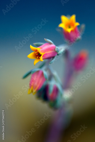 Echeveria