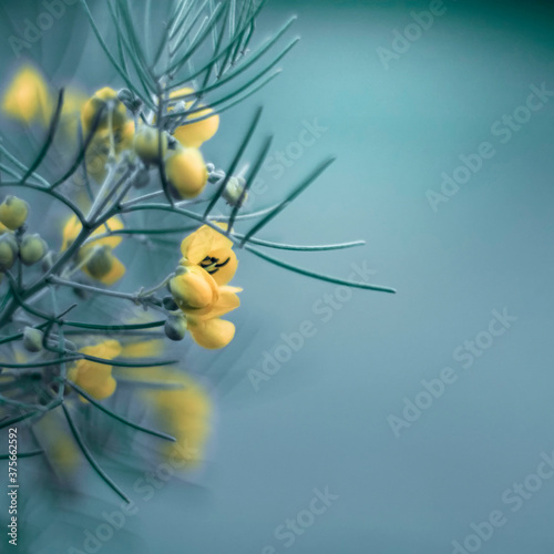 Small yellow blossoms on green needle pines against pale blue photo