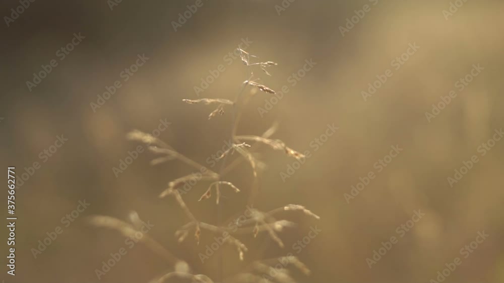 dry grass seeds close up dry grass seeds close up