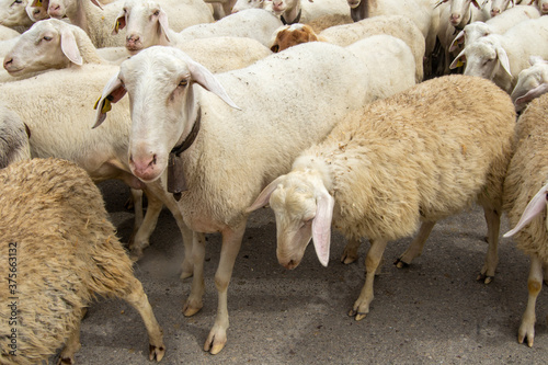 Rebaño de ovejas cruzando la calle del pueblo tras pastar